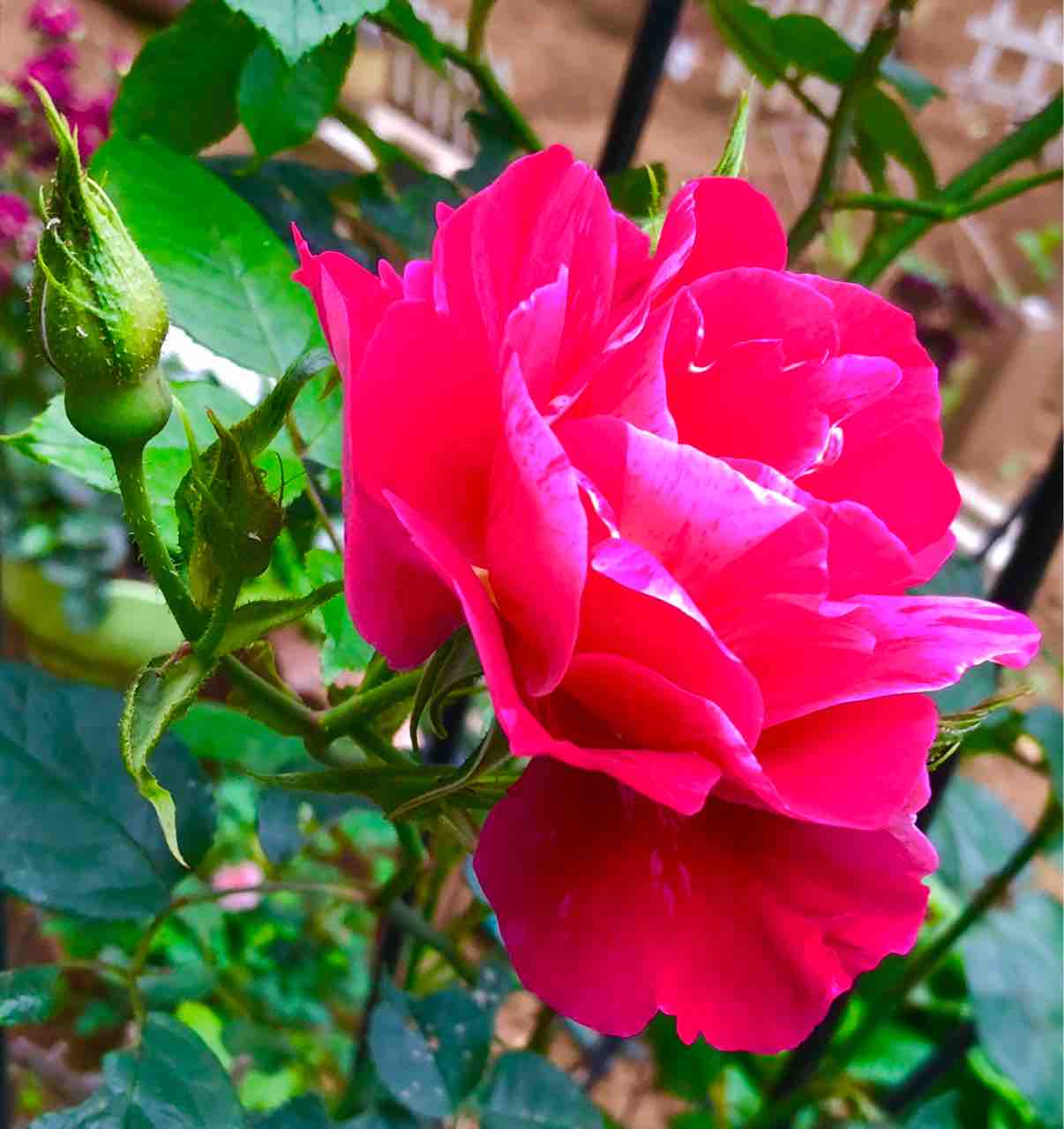 鉢植えから地植えにしたミナキーガーデンのバラ ミナキーの洒落と歌の日々