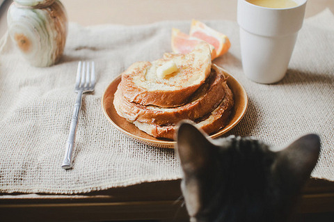 朝食のテーブルを見る猫の頭２０１４０６２０