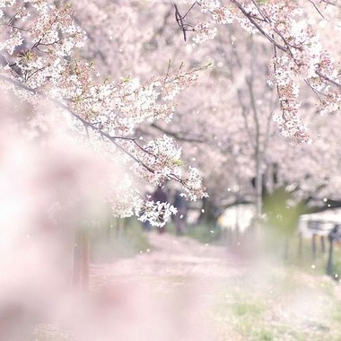 桜ぼかしピンク2014330