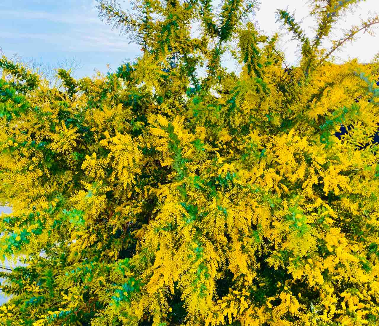 我が家のミモザが満開です 花粉症ではない涙目の原因は ミナキーの洒落と歌の日々