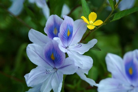 Kichan水色のあやめ風の花に黄色小花２０１４０７１５