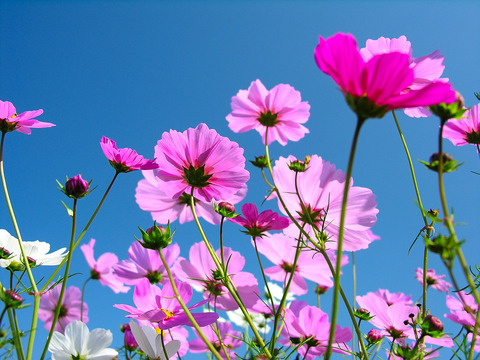 青空とコスモス20140929