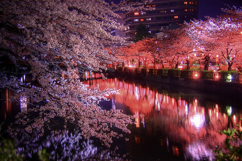 桜・夜の川のほとり