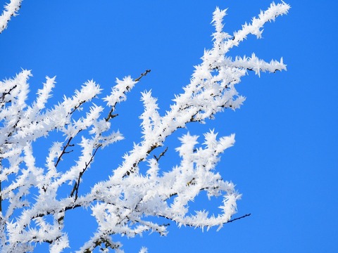 樹氷と青空　2016．1．15