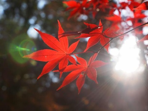 Kichan・紅葉光20140914