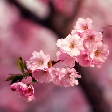 桜・濃いピンクアップ