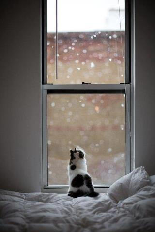 白いベッドの上で窓の外の雪を見上げる猫