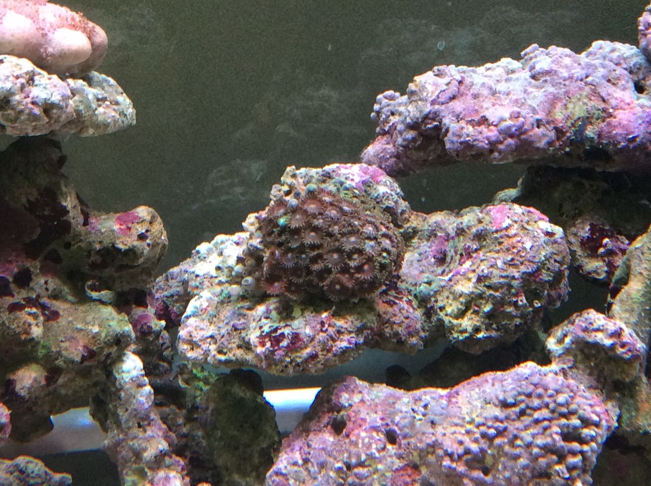 初珊瑚 え こんなに早く 超短期間立ち上げ はじめての海水水槽夢の箱庭水族館 初珊瑚 え こんなに早く 超短期間立ち上げ はじめての海水水槽夢の箱庭水族館