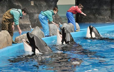 シャチ ステラ 今晩 数日中に出産へ 名古屋港水族館 横井利明オフィシャルブログ 名古屋市会