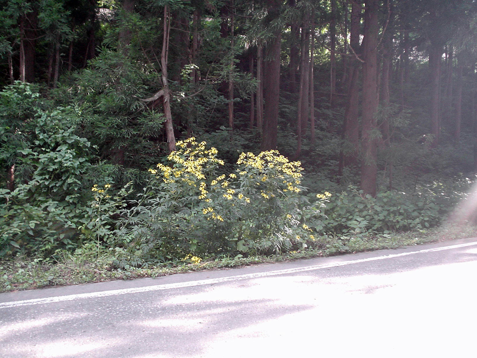 オオハンゴンソウ 南会津の輪