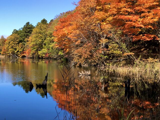 紅葉情報 下郷町観音沼森林公園 21 10 30 南会津の輪 紅葉情報 下郷町観音沼森林公園 21 10 30 南会津の輪