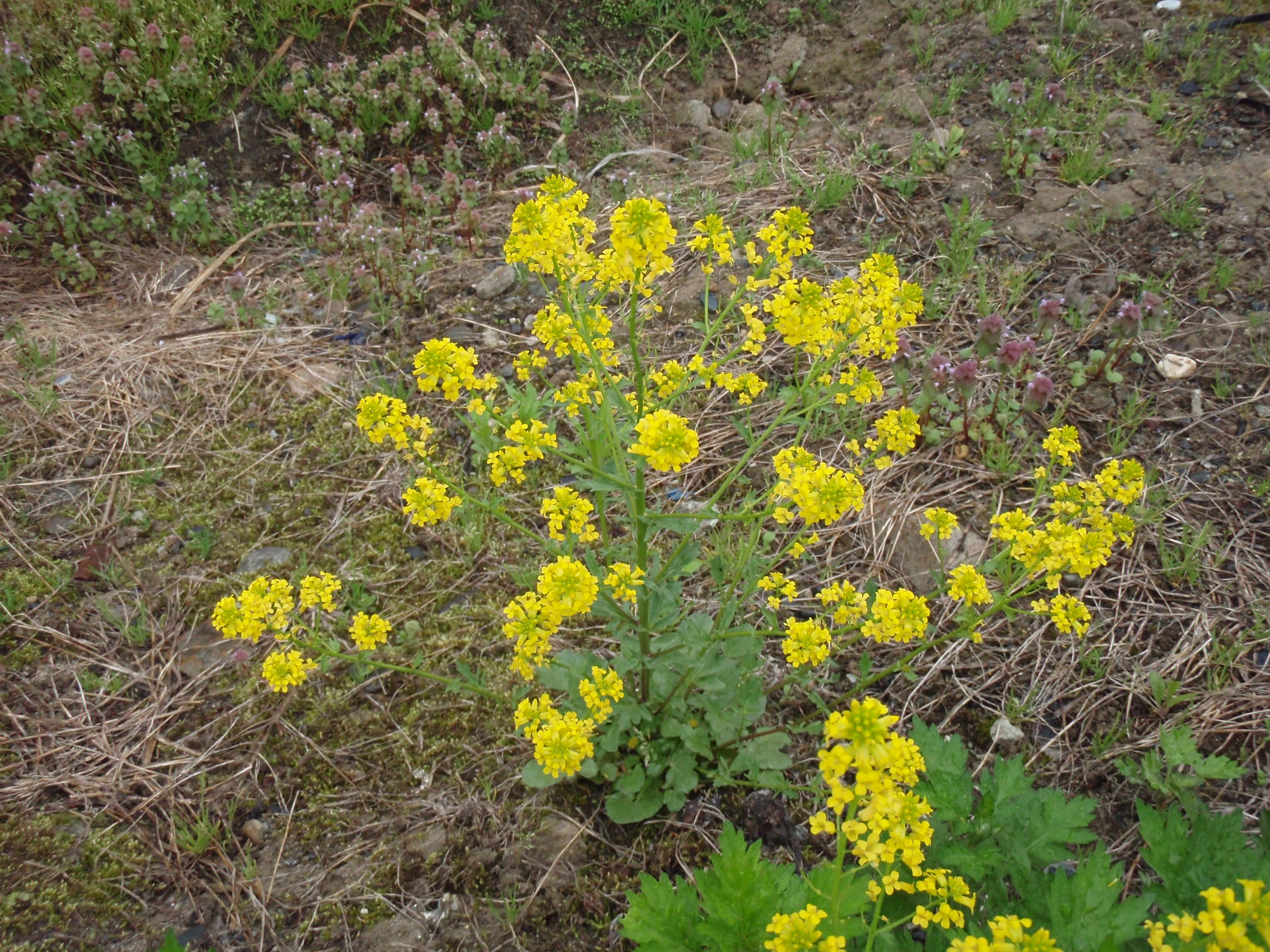 厄介な菜の花 南会津の輪