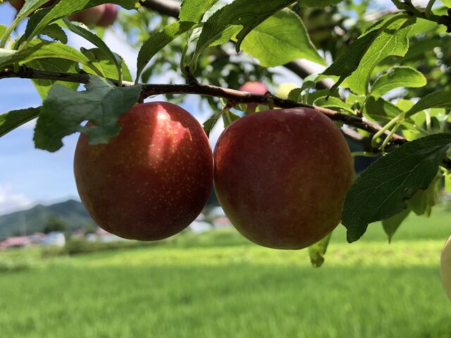 ぼだんきゅ 南会津の輪 ぼだんきゅ 南会津の輪