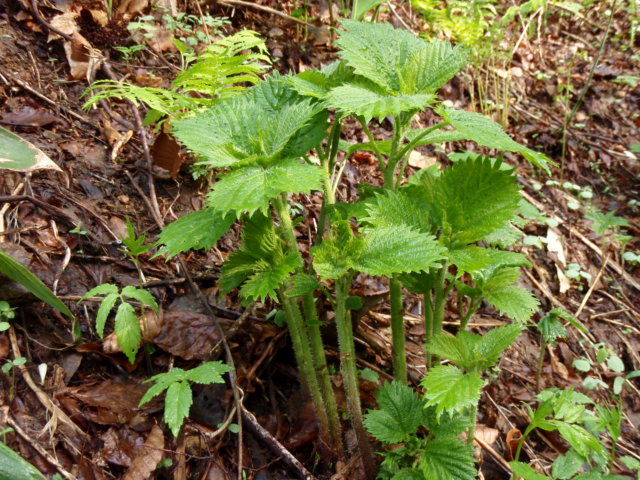 春の恵み 南会津の輪