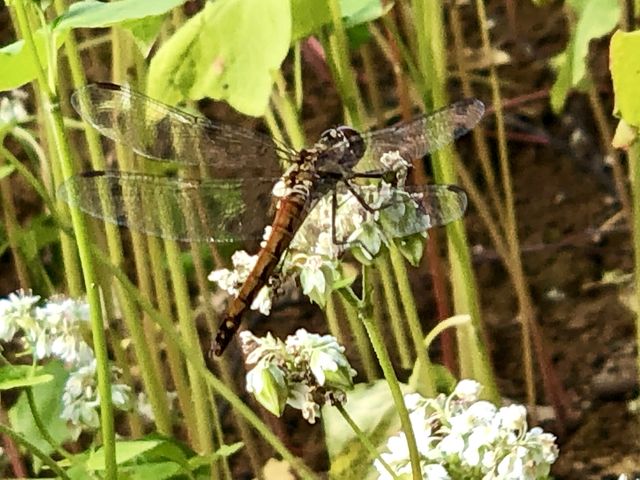 高杖のそば畑now 19 南会津の輪