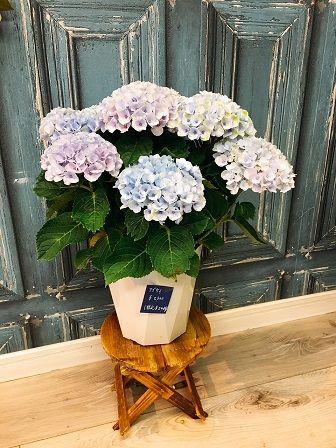 素敵お花屋さん見つけた 東京都北区赤羽 令和もリンツ 素敵お花屋さん見つけた 東京都北区赤羽 令和もリンツ