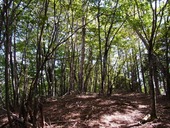 s-16��ŷ�ܻ�ľ��