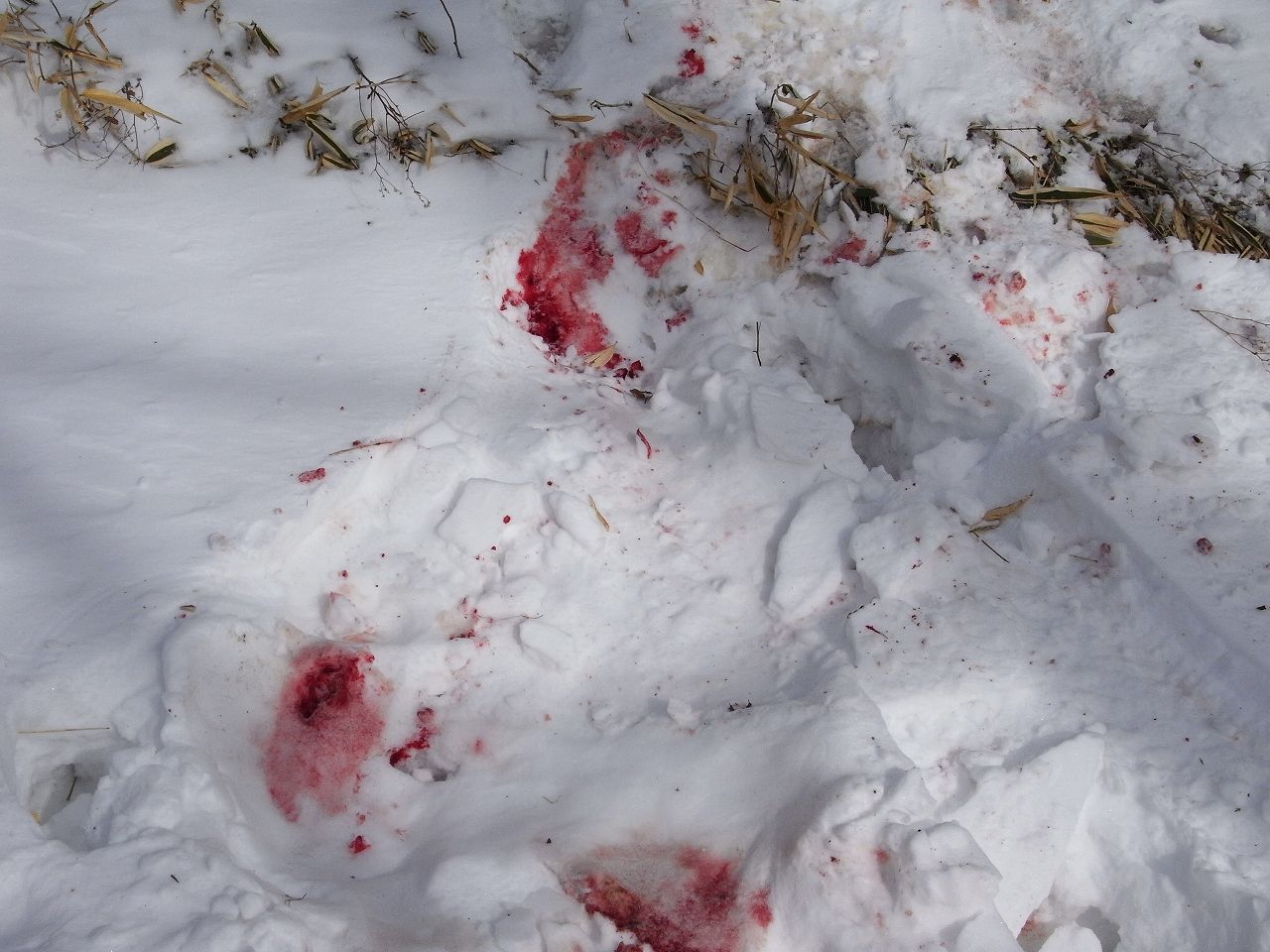 山岳移動シリーズ 栃木県日光市 男体山 13 2 14 山岳移動の香り