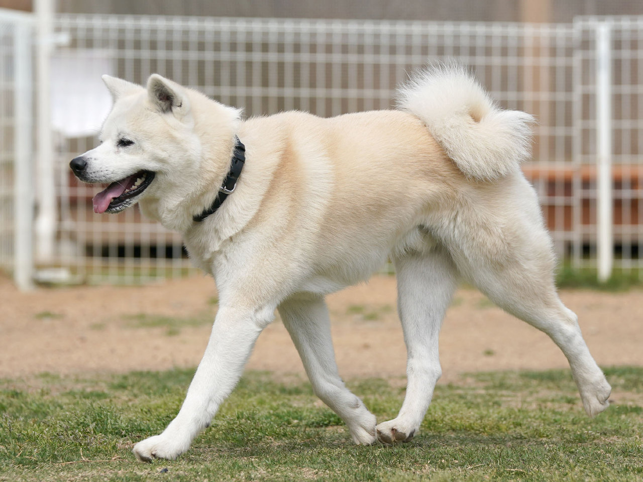 4月21日鳴門市ログカフェレオン飛行犬撮影会 No 1 わんわんアイランド淡路島
