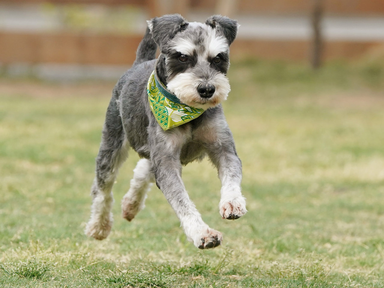 4月21日鳴門市ログカフェレオン飛行犬撮影会 No 22 わんわんアイランド淡路島 4月21日鳴門市ログカフェレオン飛行犬撮影会 No 22 わんわんアイランド淡路島