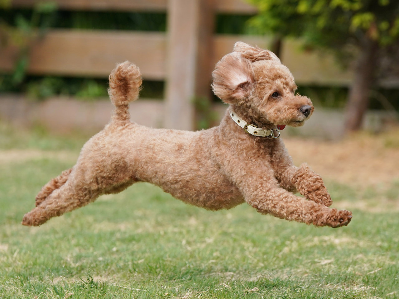 4月21日鳴門市ログカフェレオン飛行犬撮影会 No 23 わんわんアイランド淡路島 4月21日鳴門市ログカフェレオン飛行犬撮影会 No 23 わんわんアイランド淡路島