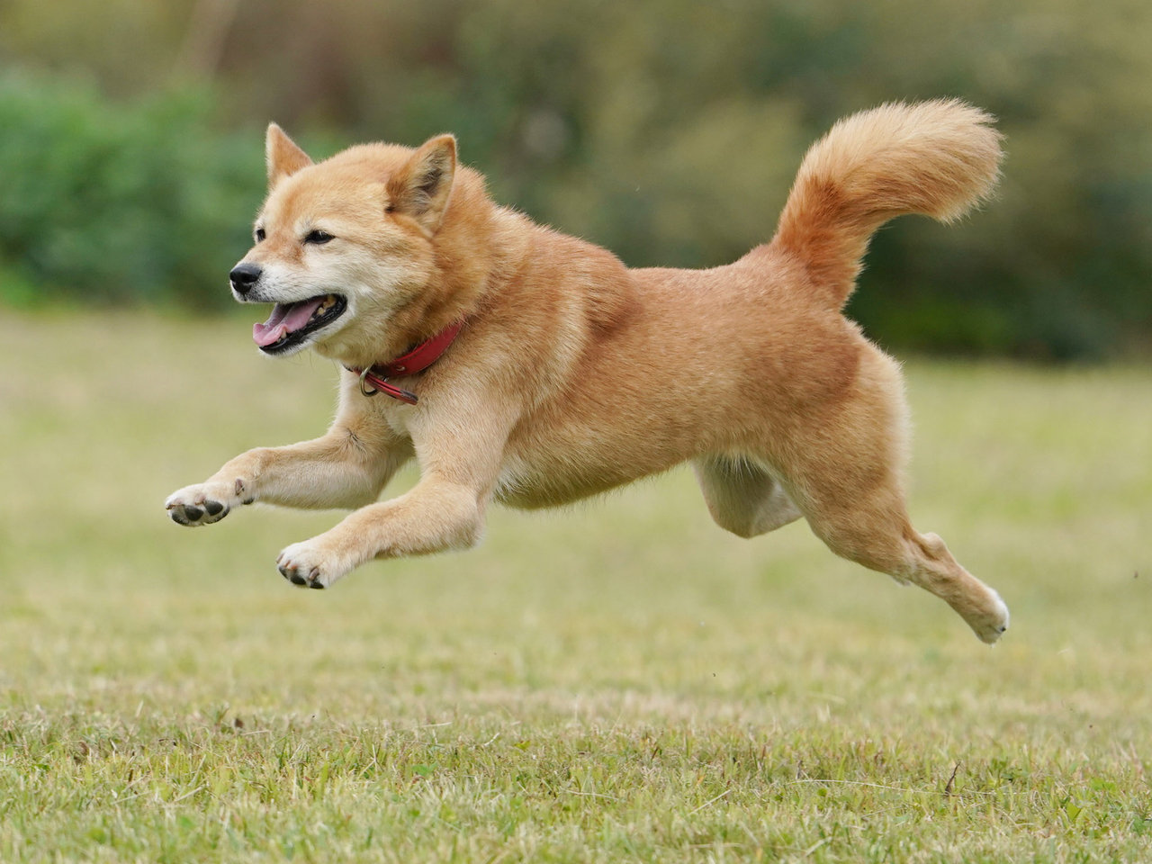 9 22 11 木村 ゆずちゃん 3000円協賛枠 ドッグランてくてくピクニック飛行犬撮影会 わんわんアイランド淡路島