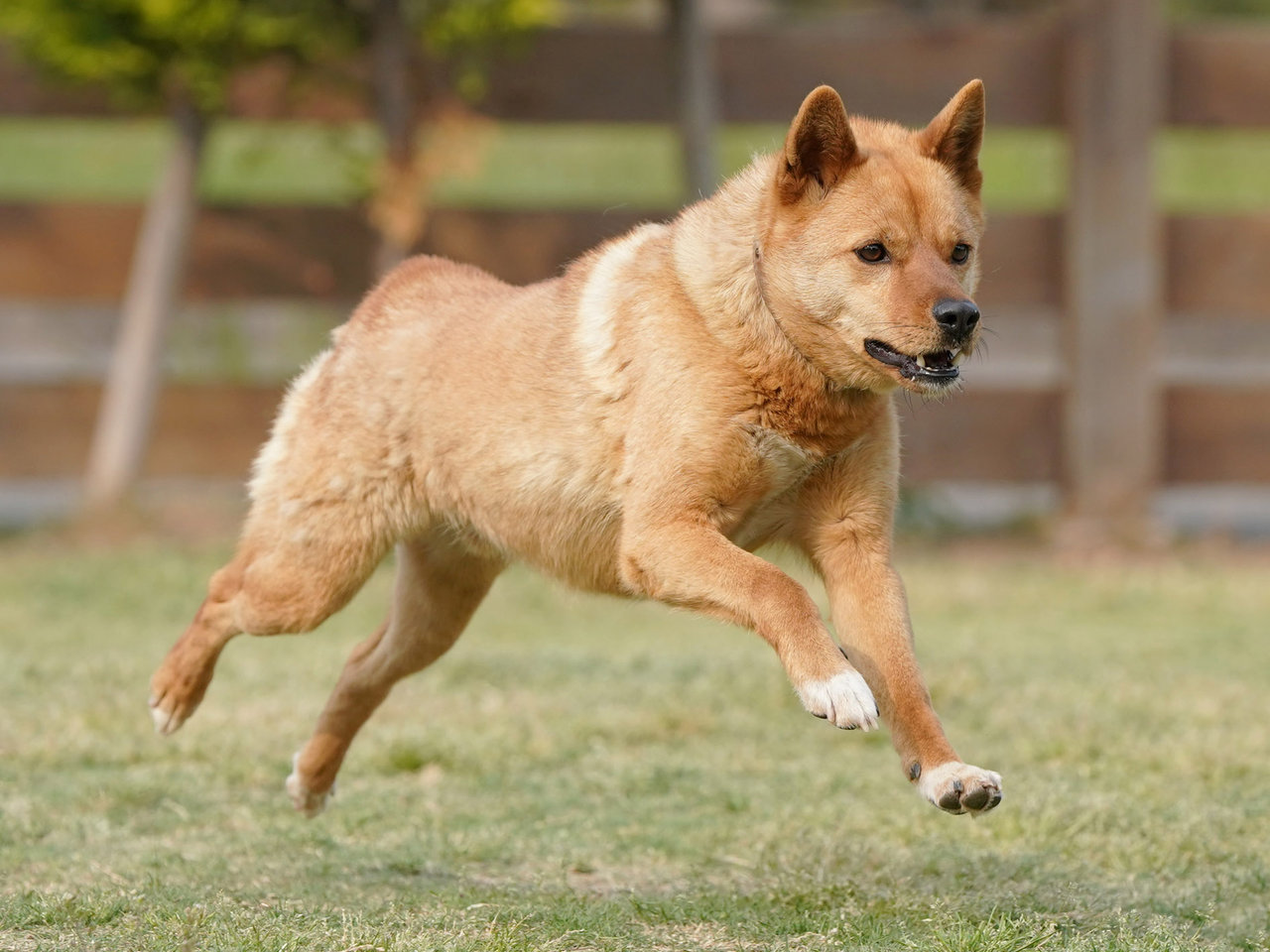 4月21日鳴門市ログカフェレオン飛行犬撮影会 No 27 わんわんアイランド淡路島