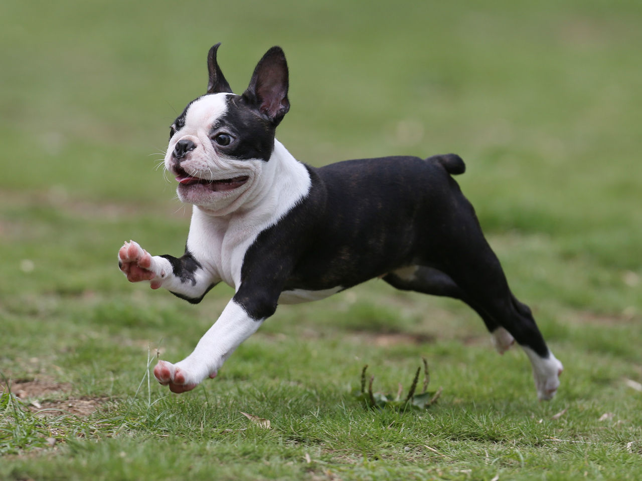 愛犬の駅 伊豆高原 飛行犬撮影会 7月16日no 4 わんわんアイランド淡路島 愛犬の駅 伊豆高原 飛行犬撮影会 7月16日no 4 わんわんアイランド淡路島