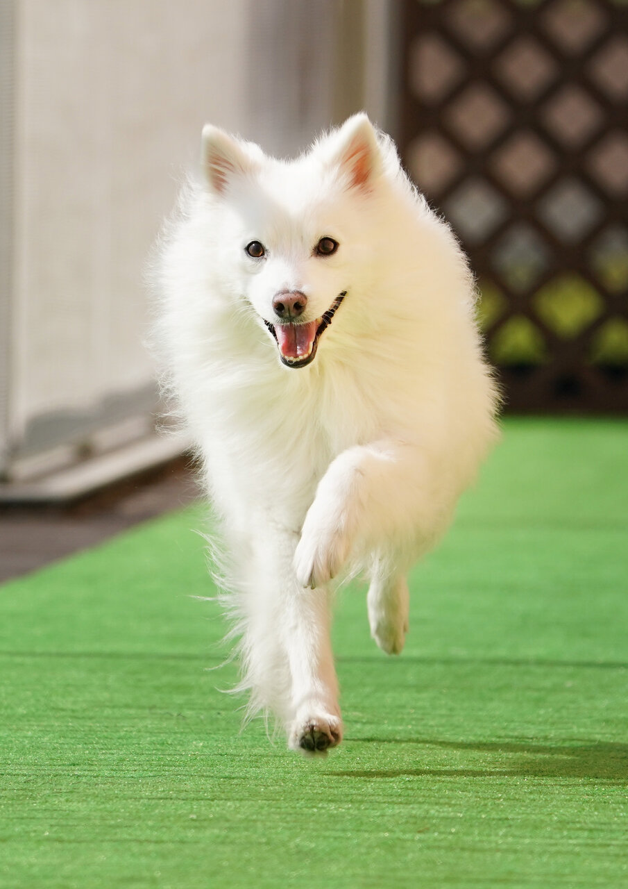 サザンモール六甲 飛行犬撮影会 4月11日 No 38 わんわんアイランド淡路島 サザンモール六甲 飛行犬撮影会 4月11日 No 38 わんわんアイランド淡路島