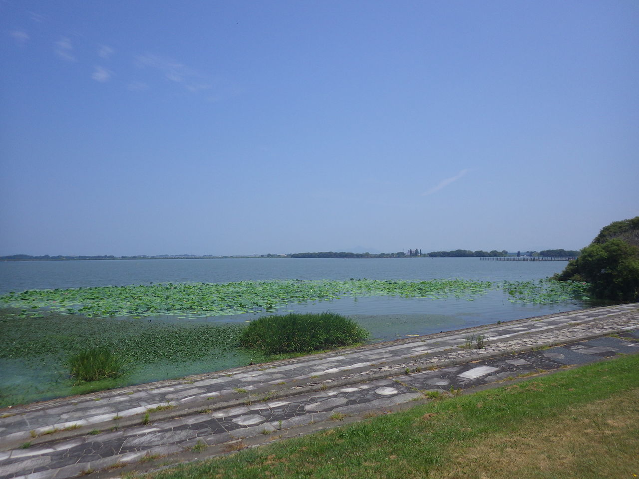 烏丸半島のハス どこいったの その6 南びわ湖エリア情報 烏丸半島のハス どこいったの その6 南びわ湖エリア情報