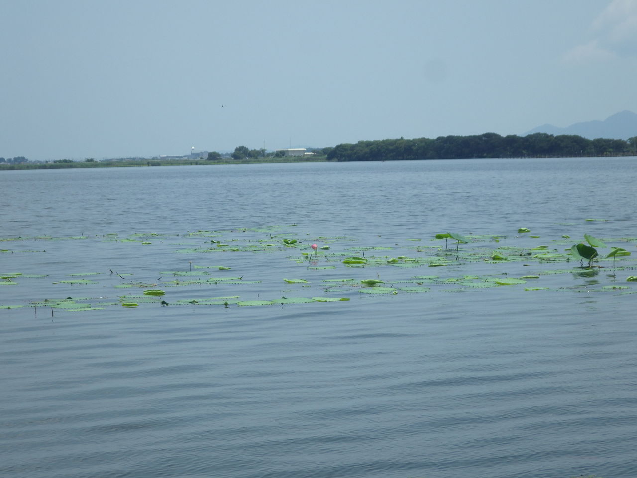 烏丸半島のハス どこいったの その２ 南びわ湖エリア情報