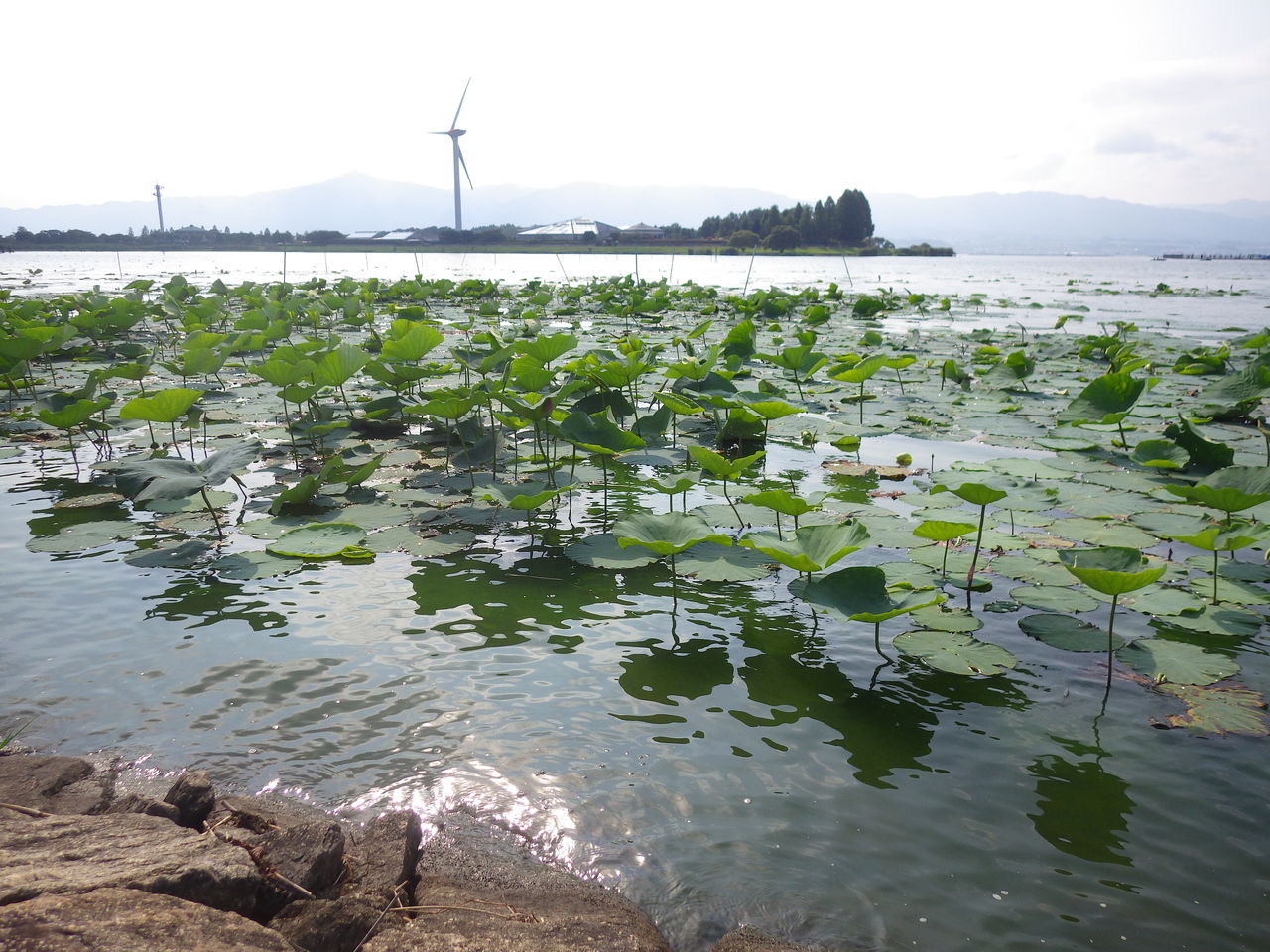 烏丸半島のハス どこいったの その５ 南びわ湖エリア情報