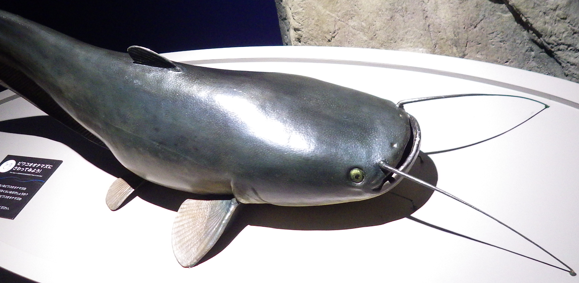 11 17 日 滋賀県民 家族ふれあいサンデー で無料に 琵琶湖博物館 南びわ湖エリア情報 11 17 日 滋賀県民 家族ふれあいサンデー で無料に 琵琶湖博物館 南びわ湖エリア情報
