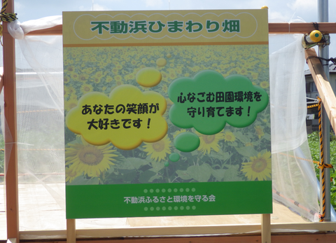 不動浜ひまわりd