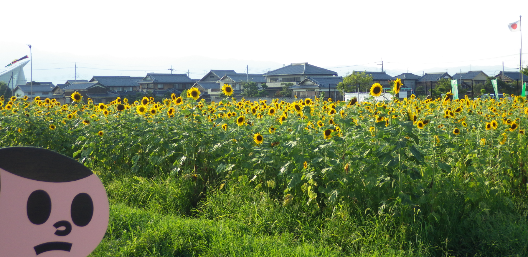 ひまわりの開花状況 不動浜 19 南びわ湖エリア情報