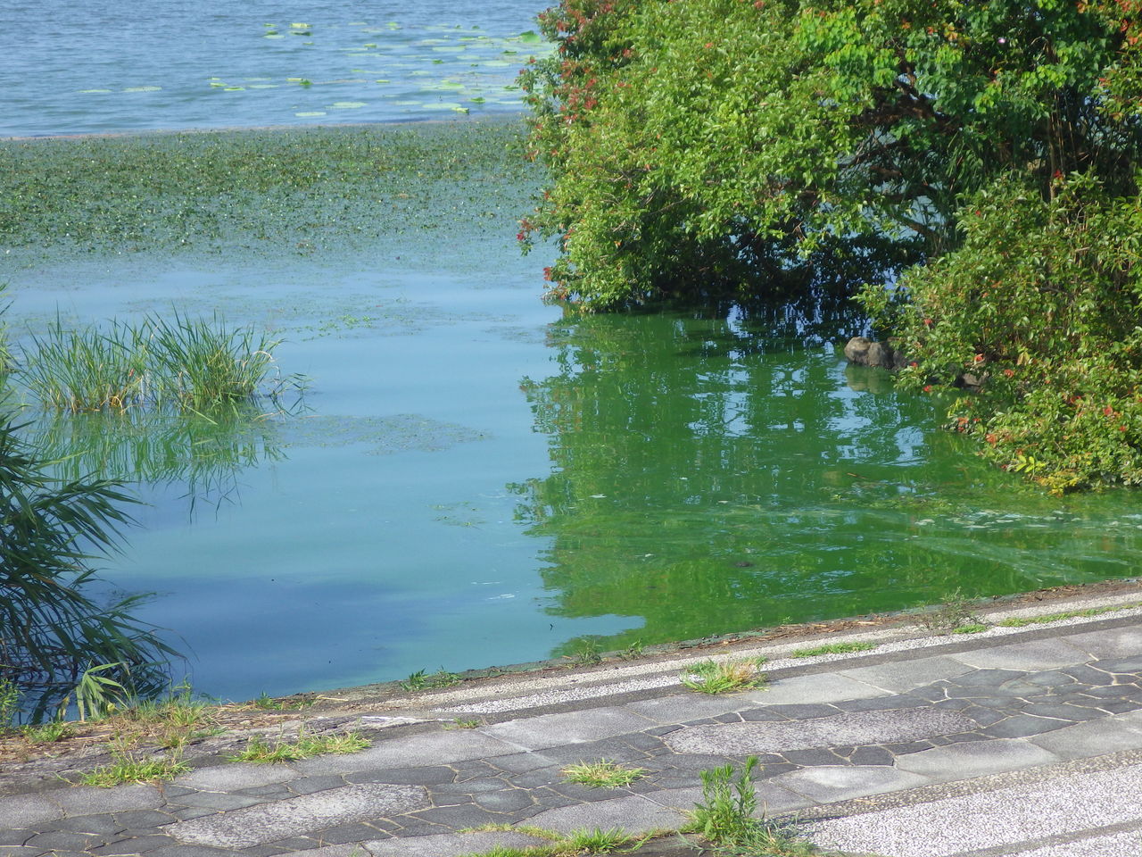 烏丸半島のハス どこいったの その５ 南びわ湖エリア情報
