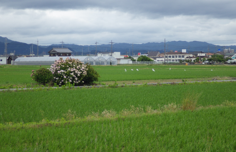 コストコ計画跡地2
