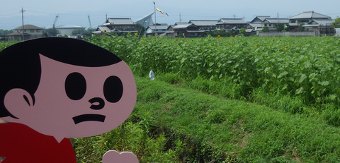 不動浜ひまわりf
