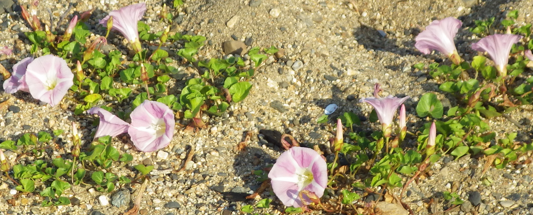 初夏告げる琵琶湖のハマヒルガオが見頃です 南びわ湖エリア情報