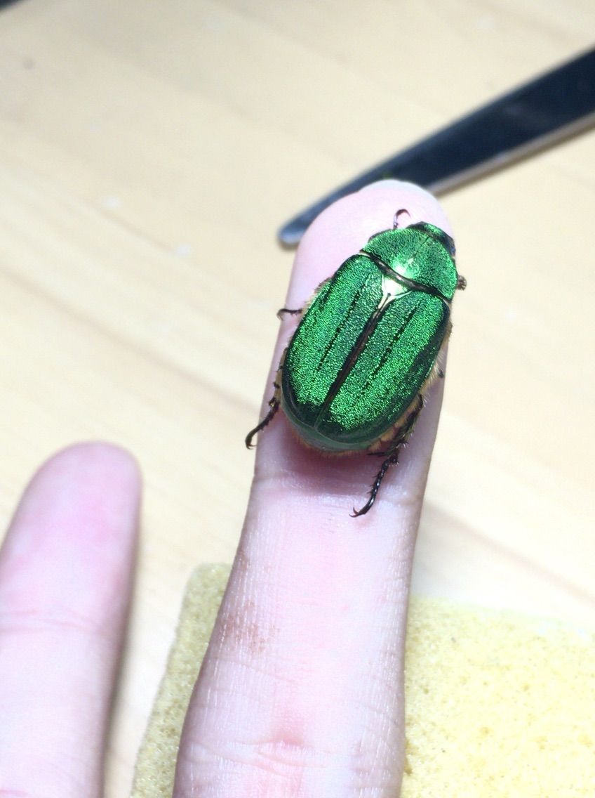 キンスジコガネの飼育 : 爬行日和