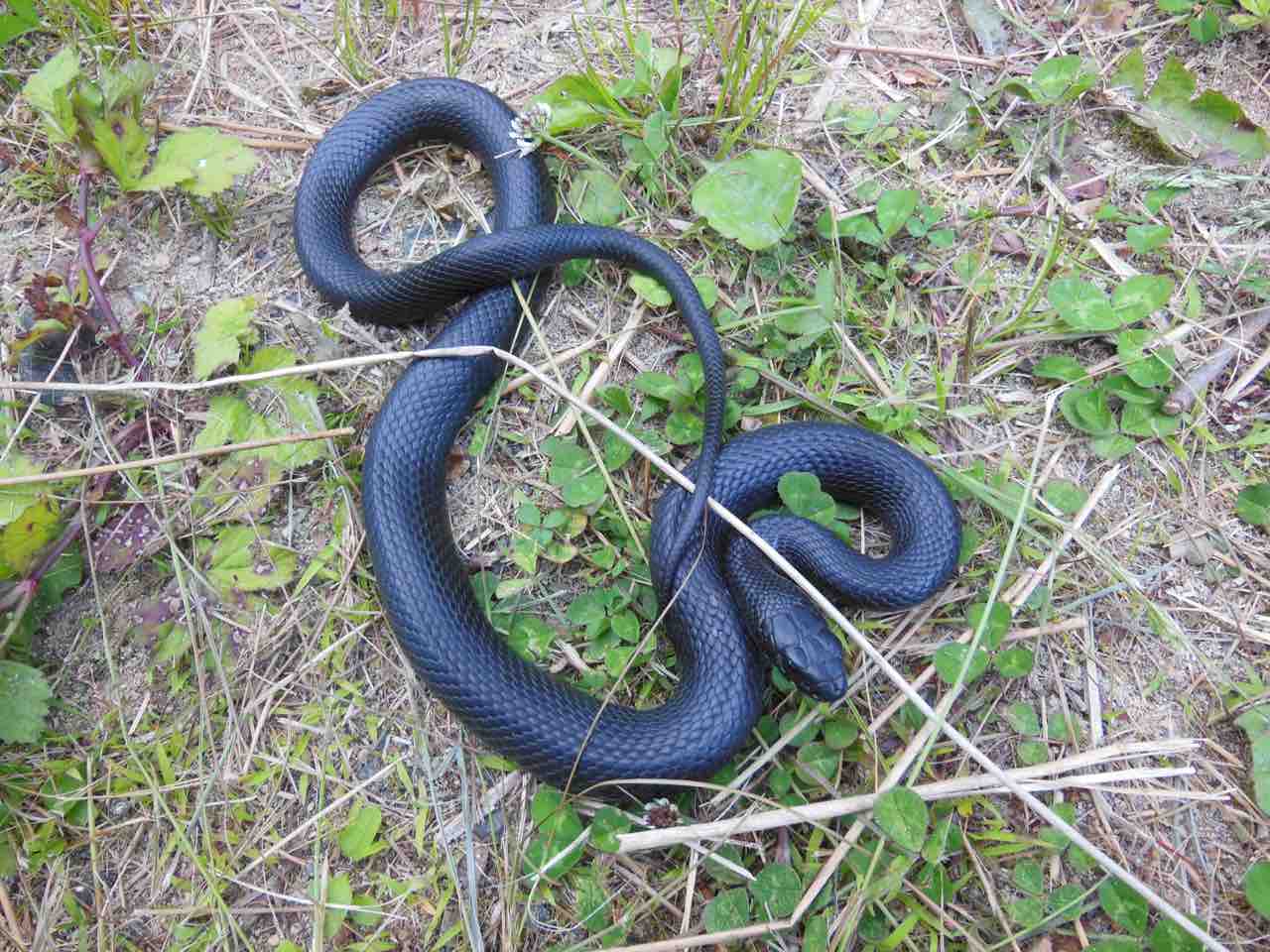 色彩変異 極北はびたっと 色彩変異 極北はびたっと