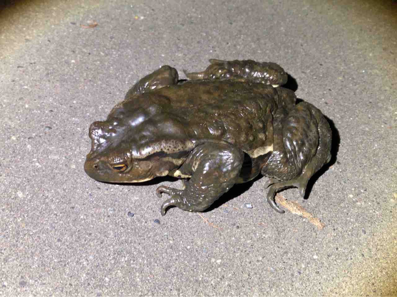 北海道のヒキガエル 北のかまくら 北海道のヒキガエル 北のかまくら