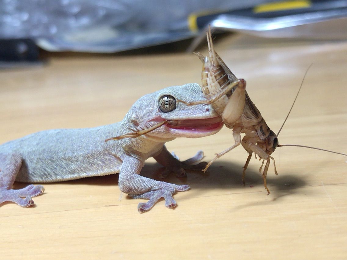 飼育 北のかまくら