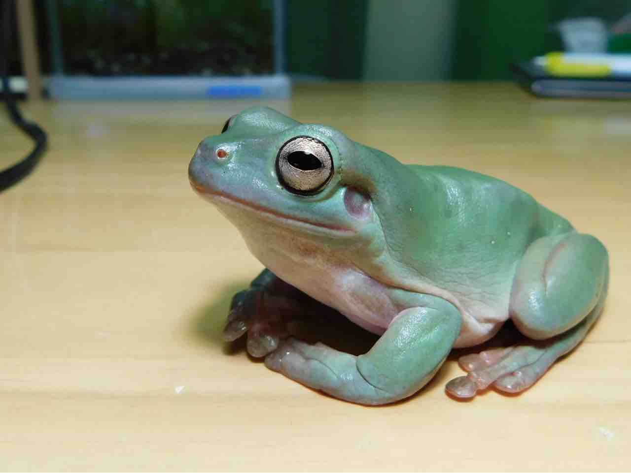 でっかいアマガエルのススメ 北のかまくら でっかいアマガエルのススメ 北のかまくら