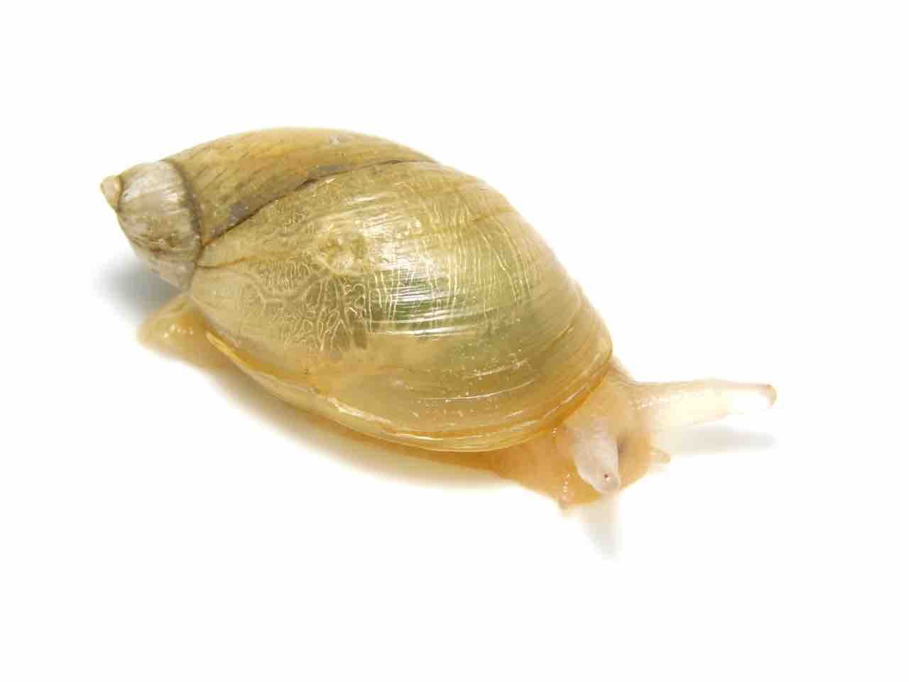 触角のアレ 北のかまくら