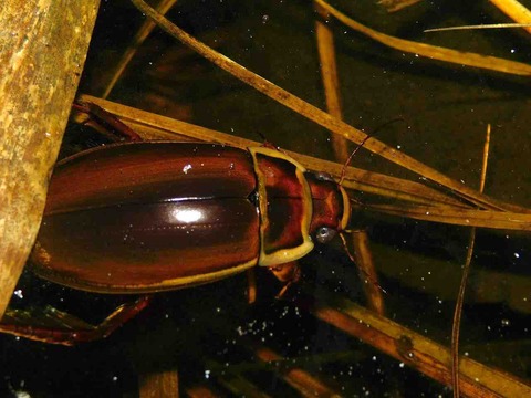 ドイツ産　ゲンゴロウモドキ　31mm ドイツではプロテクトかかってます ドイツ産 ゲンゴロウモドキ 31mm ドイツではプロテクトかかってます