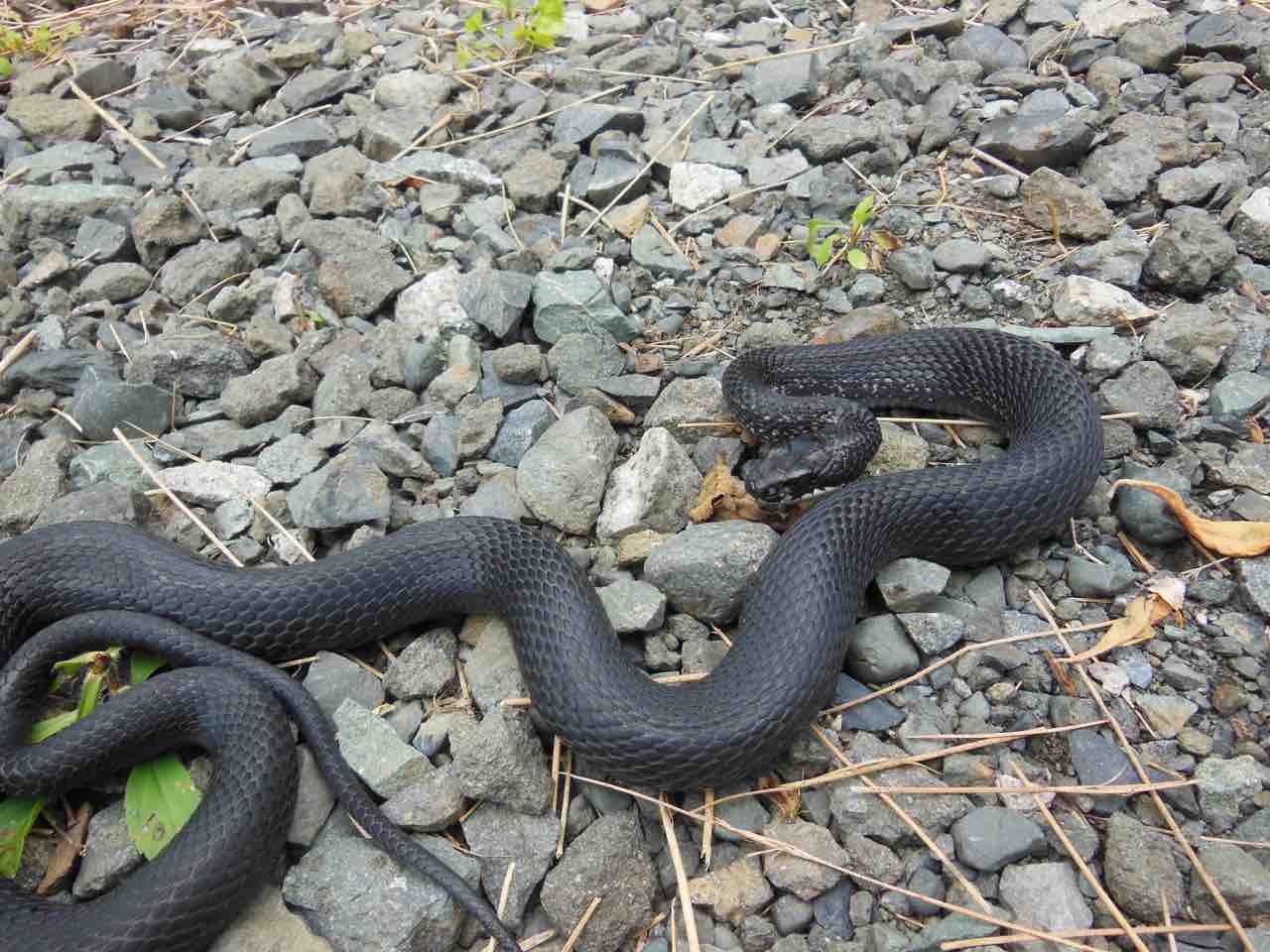 色彩変異 極北はびたっと 色彩変異 極北はびたっと