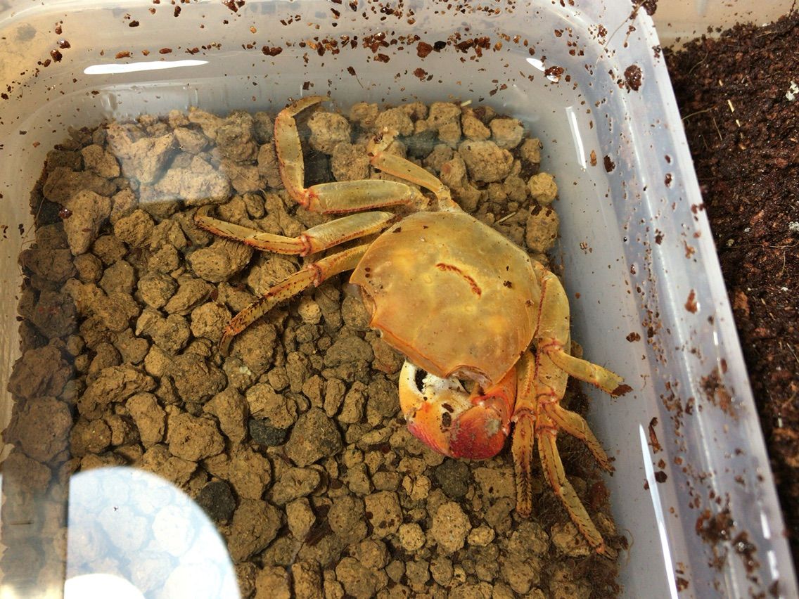 飼育 北のかまくら