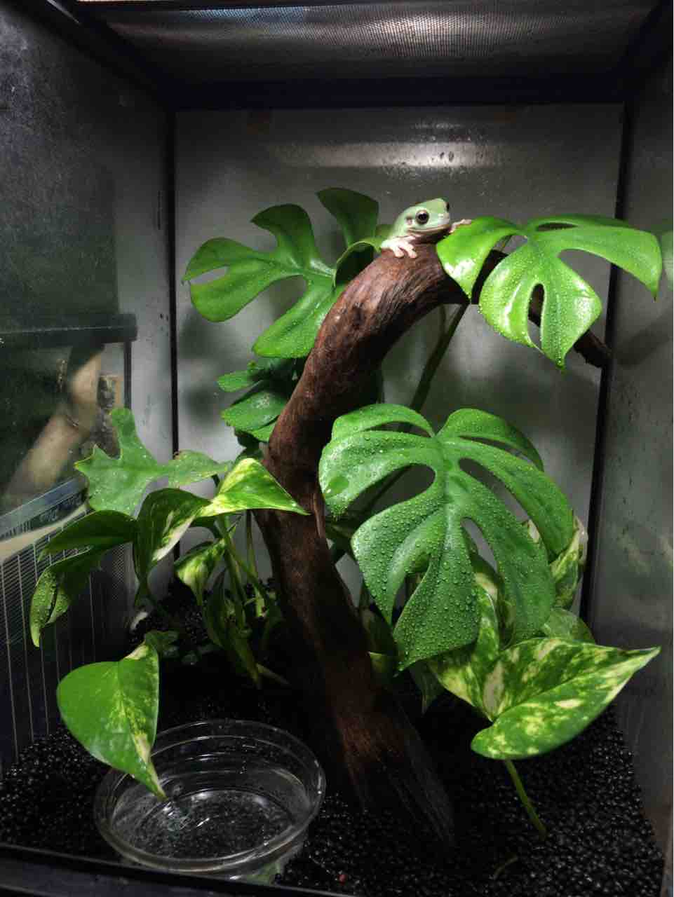 でっかいアマガエルのススメ 北のかまくら でっかいアマガエルのススメ 北のかまくら