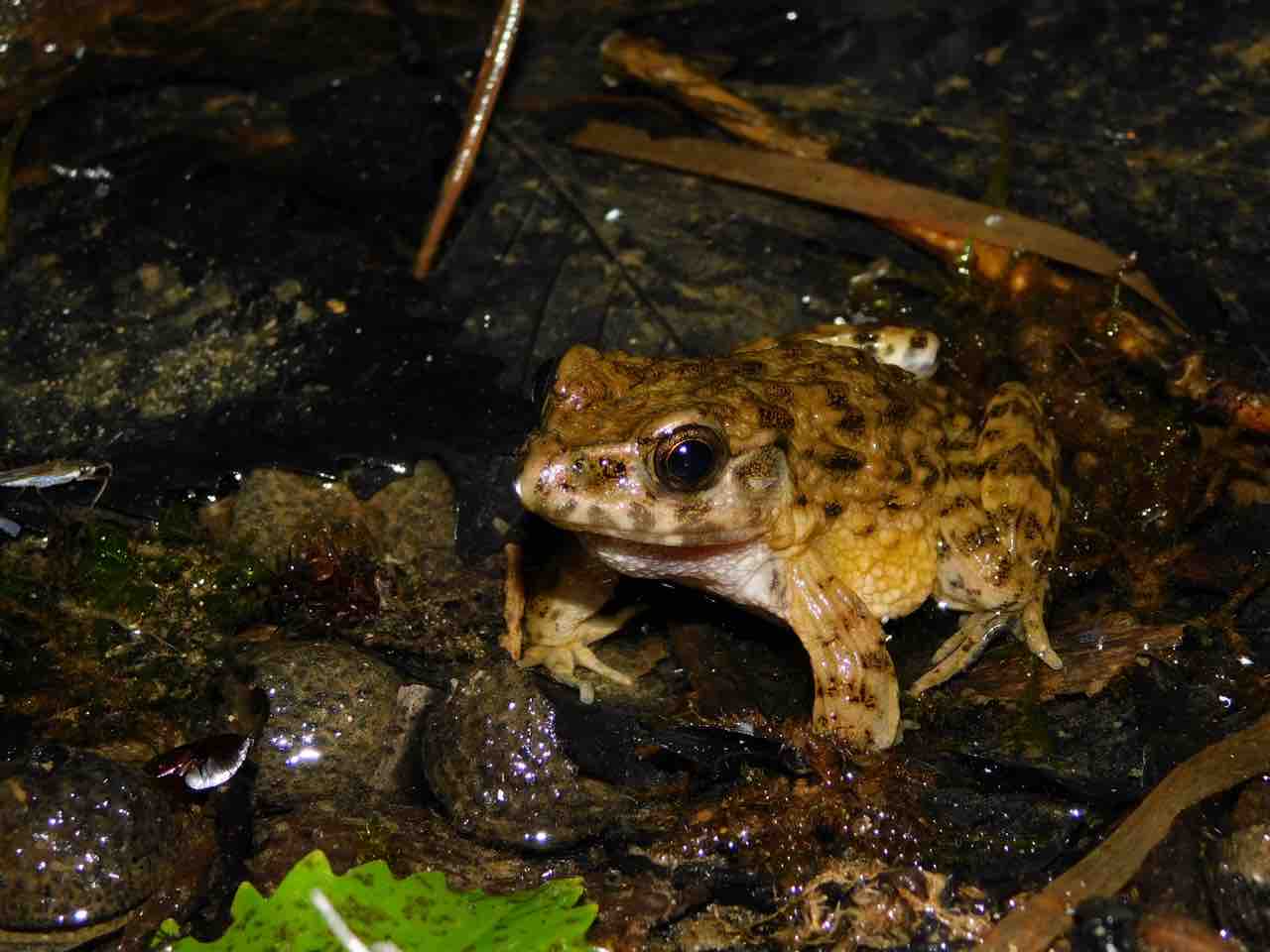 ツチガエル 飼育